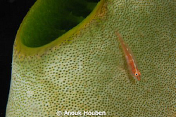 goby on a tunicate by Anouk Houben 